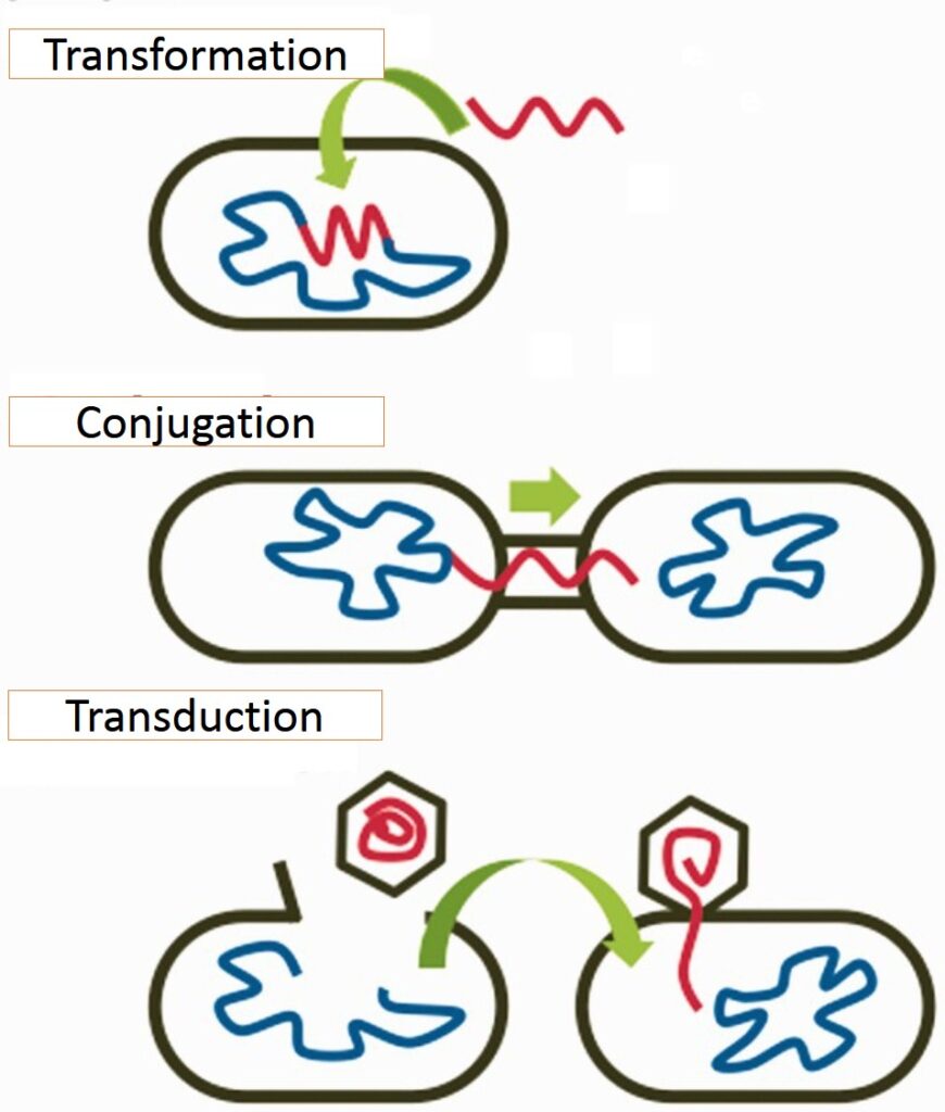  Horizontal gene transfer (Genetic Recombination) in bacteria