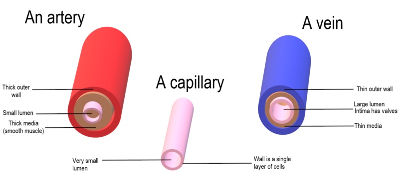 Comparison of the structure of the cross section of an artery, capillary and vein