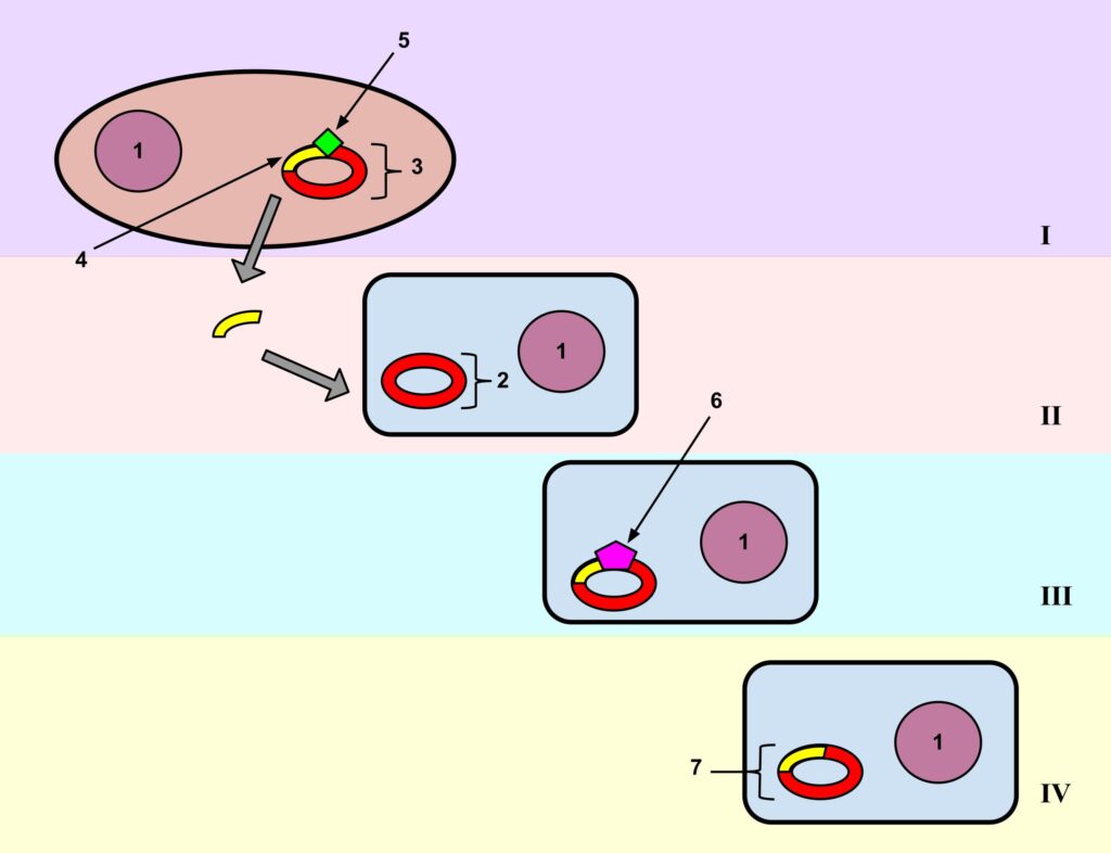 Mechanism of Bacterial Transformation 
