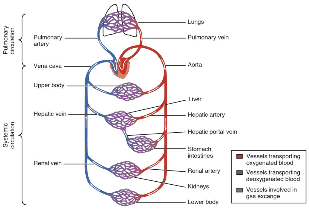 Human Blood Circulatory System