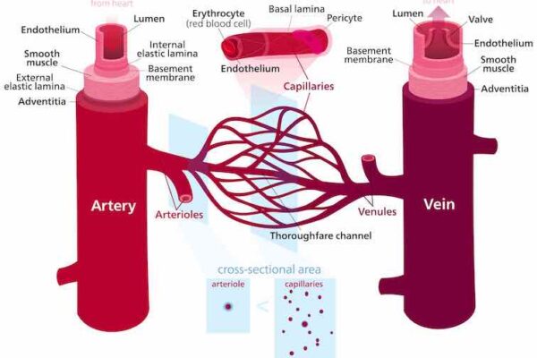 Difference Between Arteries and Veins