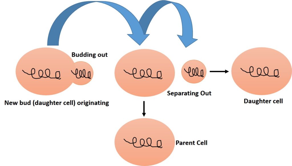 Diagrammatic representation of budding in bacteria