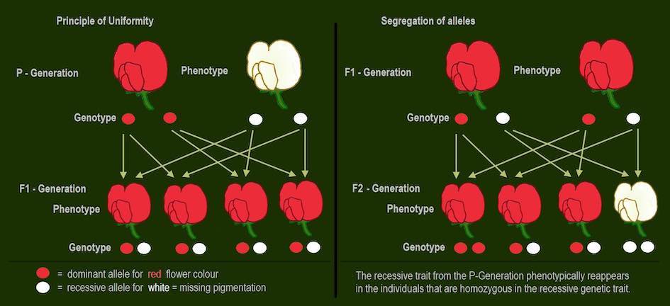 Monohybrid cross for flower colour, involving cross of two different homozygous parents as P-generation
