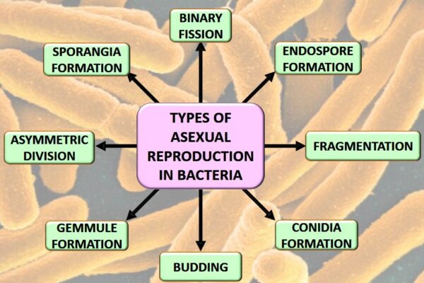 Types of Asexual Reproduction in Bacteria