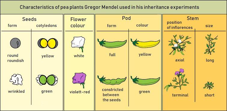 Table: Seven pair of contrasting characters in Pea plants selected by Mendel