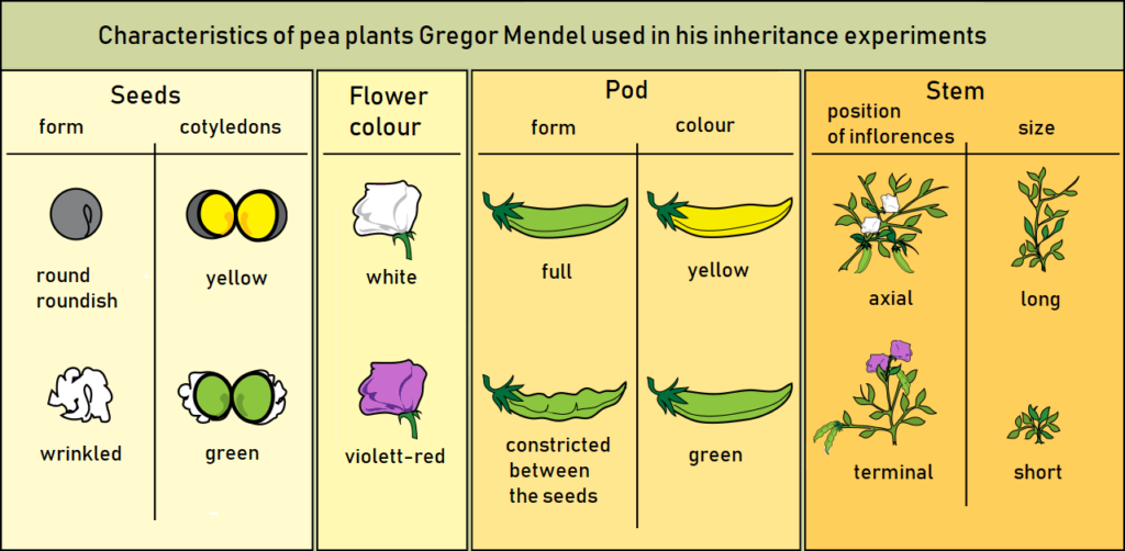 Gregor Mendel Characteristics of Pea Plants