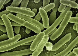 A colony of bacillus bacteria