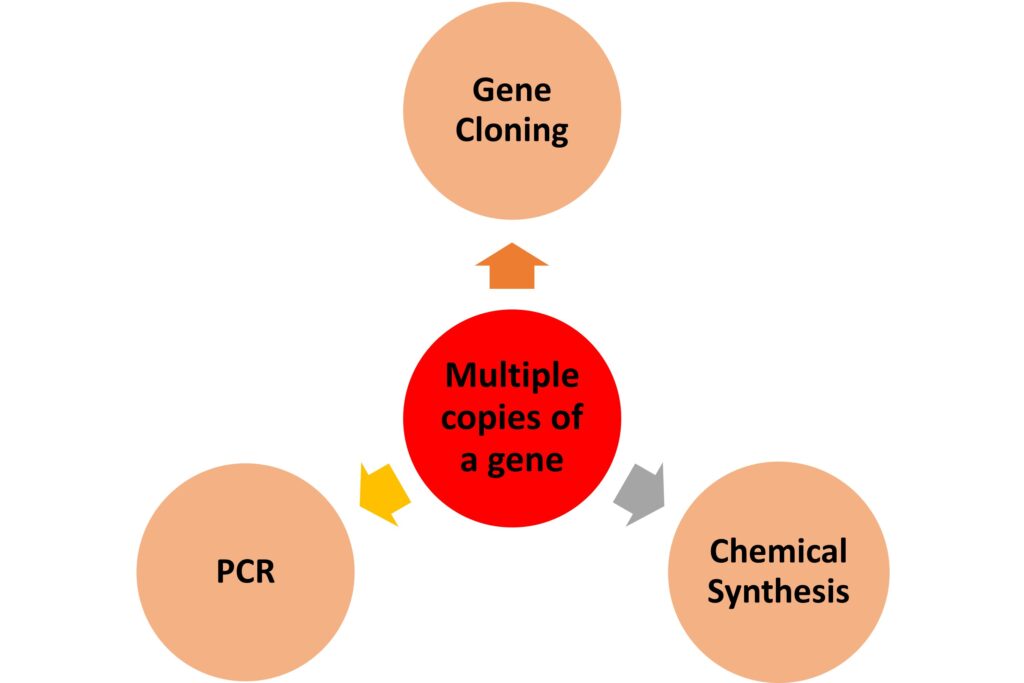 Methods to produce multiple copies of a gene