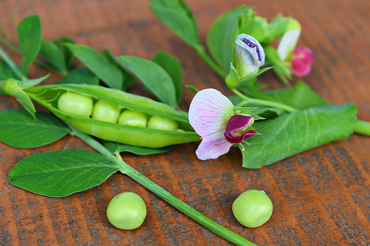 A pea plant twig with pod