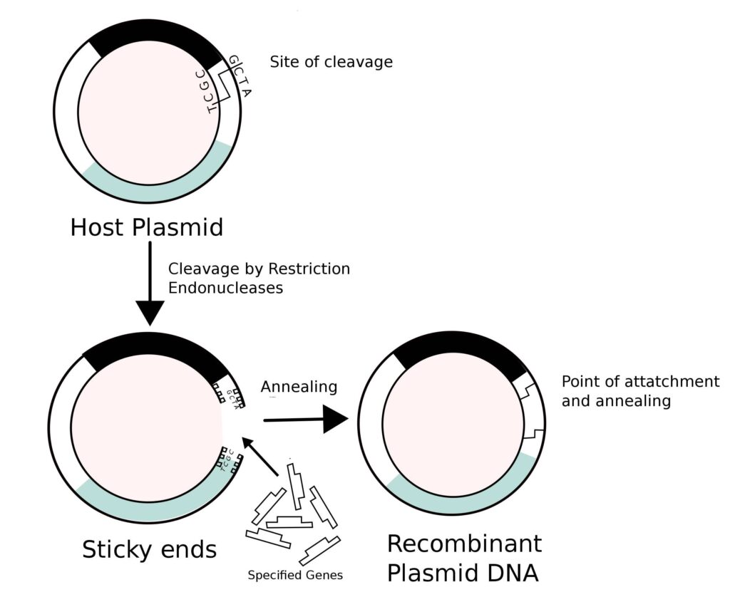 Construction of a recombinant plasmid DNA molecule