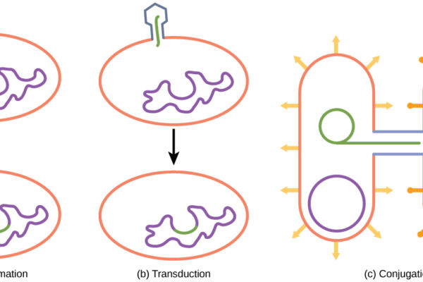 Sexual Reproduction (Genetic Recombination) in Bacteria