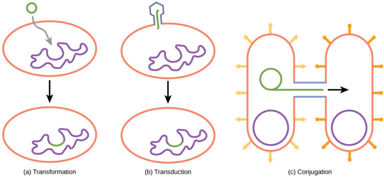 Sexual Reproduction (Genetic Recombination) in Bacteria