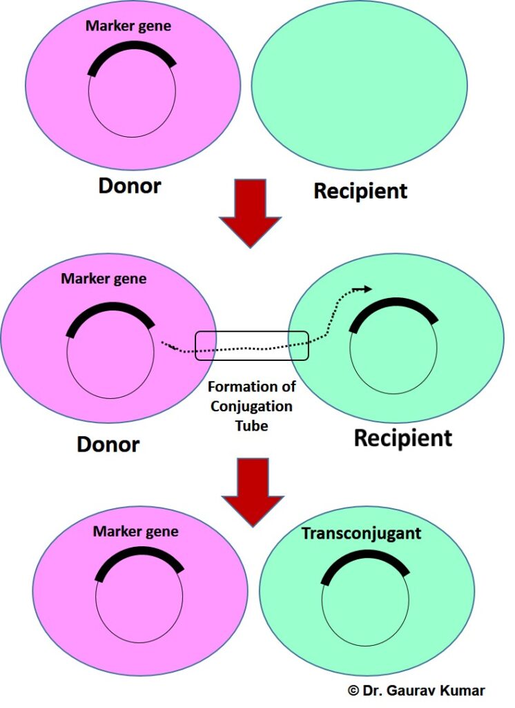 The Donor, The Recipient, and the Trans-conjugant in bacterial conjugation