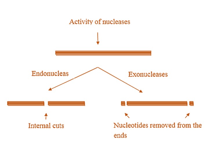 Types of nuclease activity 
