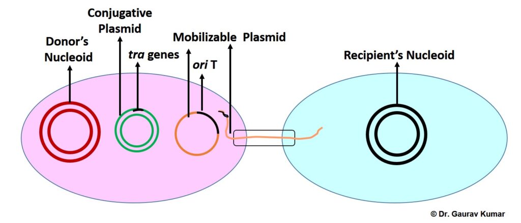 Unveiling Plasmid Types: Self-Transmissible and Mobilizable