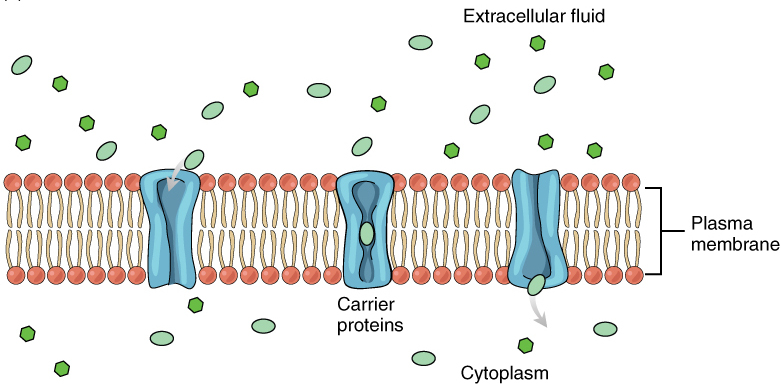 Facilitated diffusion through career protein
