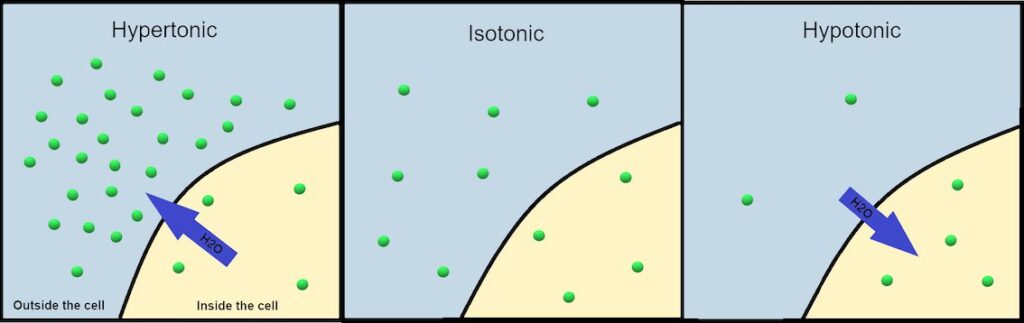 Movement of water, due to osmosis of a cell in three different solutions, tonicity. In a hypertonic solution, water moves out of the cell. In an isotonic solution, there is no net movement of water. In a hypotonic solution, water moves into the cell.